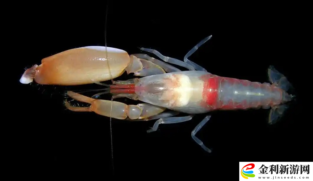 以下哪種蝦有樂隊蝦的別稱