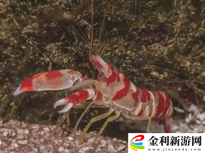 以下哪種蝦有樂隊蝦的別稱