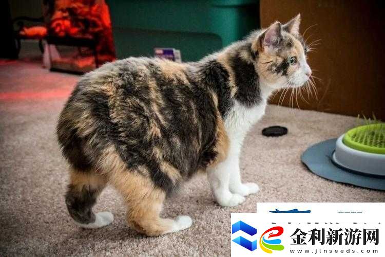 塔科馬AR貓世界深度探索