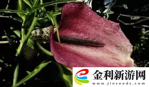 世界之最